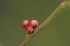 gemme di primavera