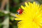 Primavera alle porte Primavera alle porte