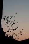 uccelli uccelli