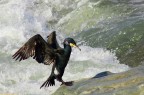 cormorano2 cormorano2
