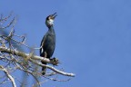 Cormorano Cormorano