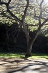 Hawaii - Flora 8 Hawaii - Flora 8
