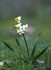 Narciso....