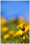 Flowers Flowers