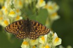 Melitaea phoebe