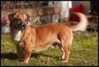 Cane davanti casa Cane davanti casa