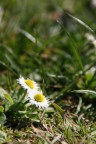 Amanti solitari