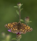 Melitaea phoebe