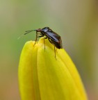 Macro 1 Macro 1