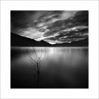 l'arbusto di Dio l'arbusto di Dio