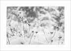 Neve Neve