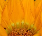 Margherita -2- Margherita -2-