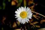 Bellis perennis