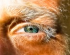 The Eye The Eye