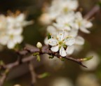 Risveglio della natura Risveglio della natura