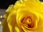 Rosa gialla Rosa gialla