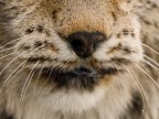 Lince, da mooolto vicino... Lince, da mooolto vicino...