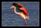 flamant 10 flamant 10