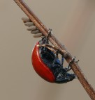 Uova fresche di giornata :)