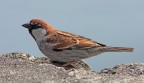 Passerotto......non andare via...... Passerotto......non andare via......