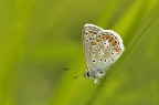 Polyommatus icarus Polyommatus icarus
