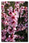 La primavera è arrivata ! La primavera è arrivata !