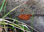 Coccinelle in letargo Coccinelle in letargo