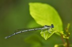 Platycnemis pennipes Platycnemis pennipes
