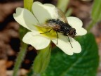 Mosca Mosca
