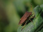 cimice