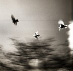 piccioni piccioni