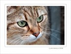 Grazia felina.... Grazia felina....