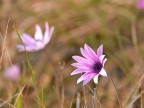 Ecco la primavera Ecco la primavera