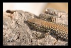 Lizard Lizard