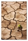 Solitario Solitario