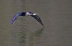 Cormorano Cormorano