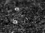 primavera primavera