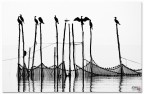cormorani e intruso cormorani e intruso
