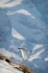 Pernice Bianca in Volo Pernice Bianca in Volo