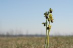 Il fiore di oggi Il fiore di oggi