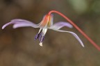 Fiore Fiore
