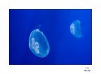 Jellyfish Jellyfish