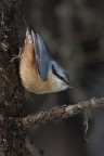Picchio muratore-Sitta Europea