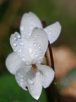 Violetta bianca Violetta bianca