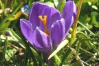 Ennesimo crocus