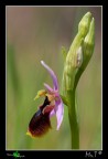 Ophrys lunulata