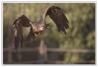 Aquila Rapax Aquila Rapax
