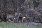 Una Bella Spulciata ^_^ Una Bella Spulciata ^_^