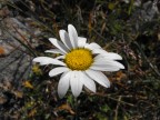 margherita on the alps... margherita on the alps...