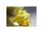Giallo Giallo